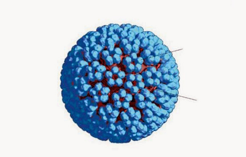 3D model HPV